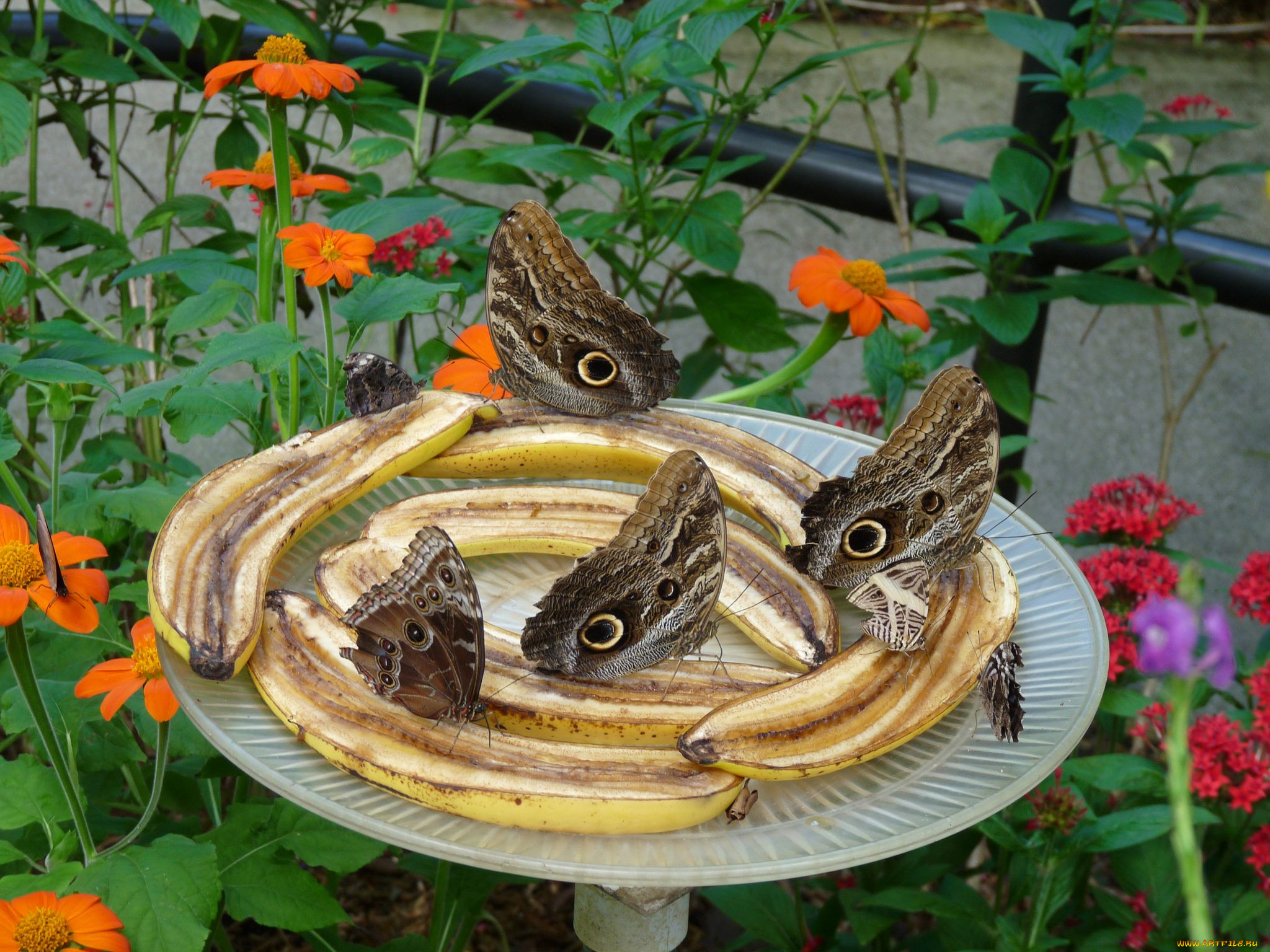 , , butterfly